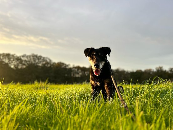 Adopter Diva