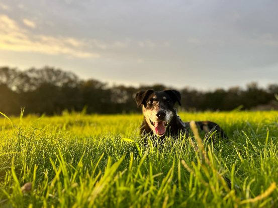 Adoption Diva