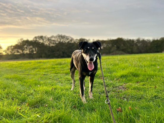 Adoption Diva