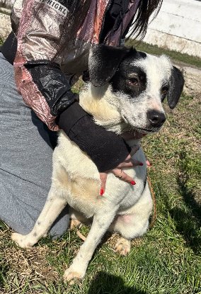 Adopter Domino