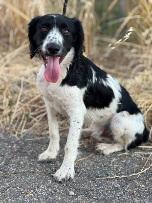 Adopter Domino