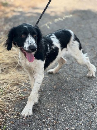 Adopter Domino