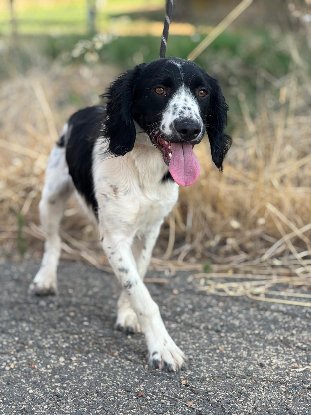 Adoption Domino