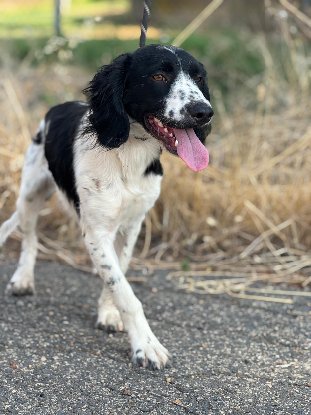 Adoption Domino