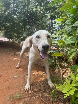 Adopter Dooley