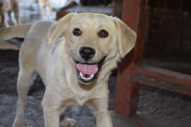 Adopter Doto