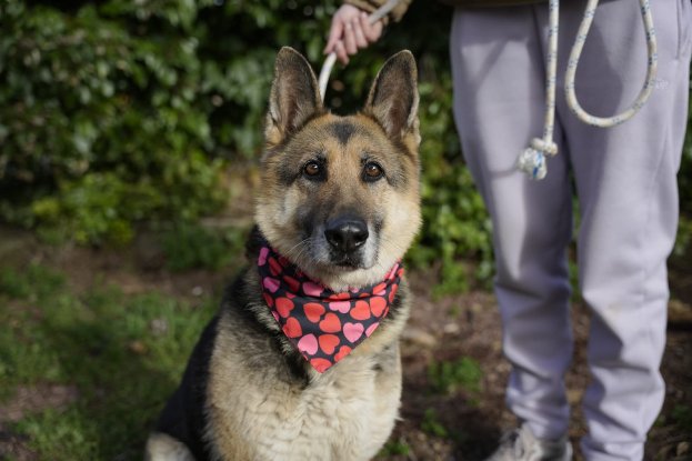 Adopter Duna