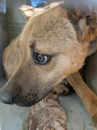Adopter Duncan