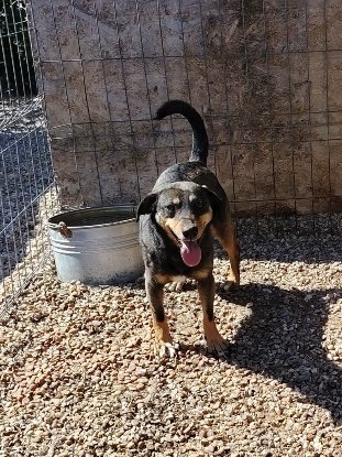 Adopter Elio