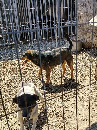Adopter Elio
