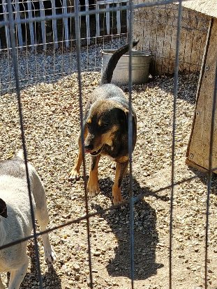 Adoption Elio