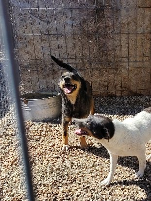 Adoption Elio