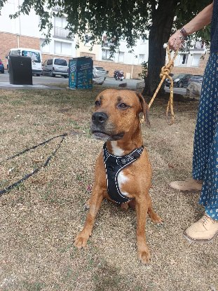 Adopter Eliott