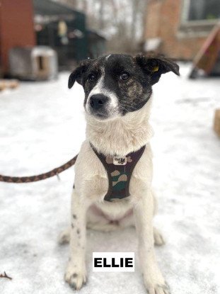 Adopter Ellie