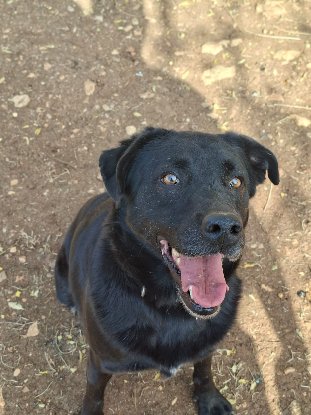 Adopter Ember