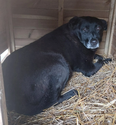 Adopter Emile