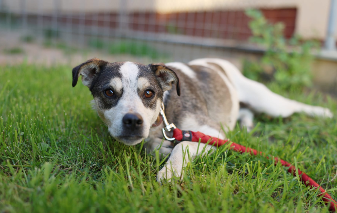Adopter Emmy