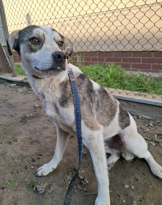 Adopter Emmy