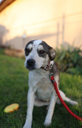 Adoption Emmy