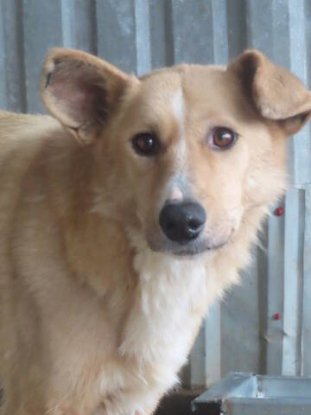 Adopter Evira