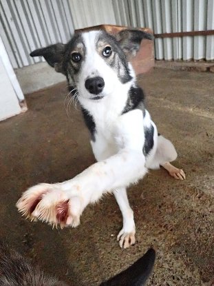 Adopter Ezra