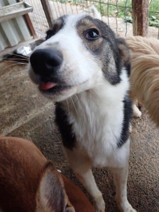 Adopter Ezra