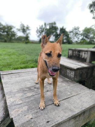 Adopter Fara