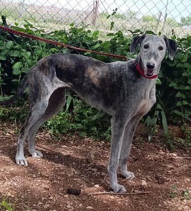 Adopter Farala
