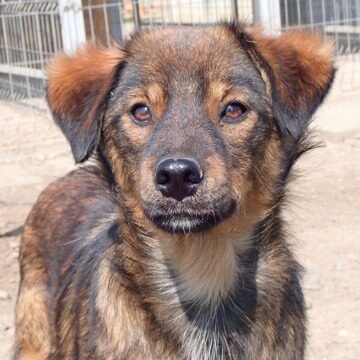 Adopter Farrow