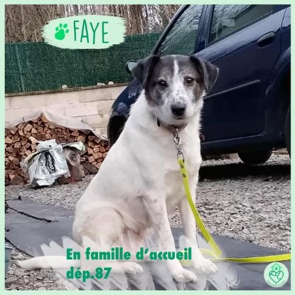 Adopter Faye