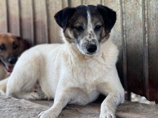Adopter Faye