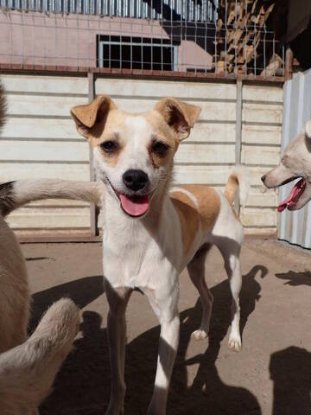 Adopter Feeling