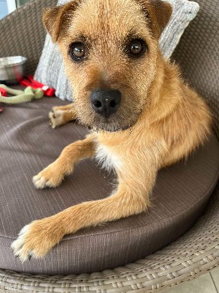 Adopter Filou