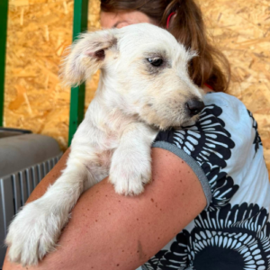 Adopter Fixy