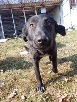 Adopter Fizz