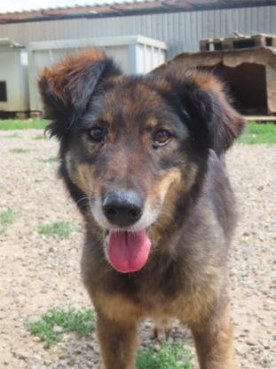 Adopter Florentina