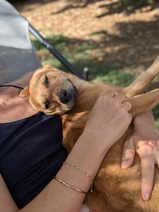 Adoption Fox