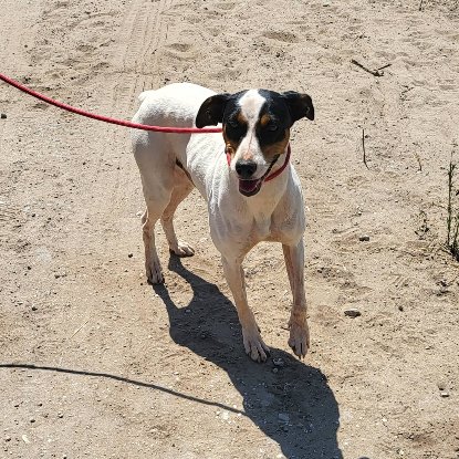Adopter Fred