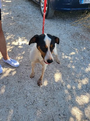 Adopter Fred