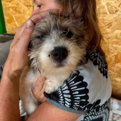 Adopter Frida