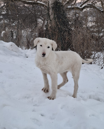 Adopter Frosty