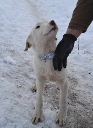 Adopter Frosty