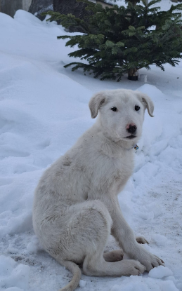 Adoption Frosty