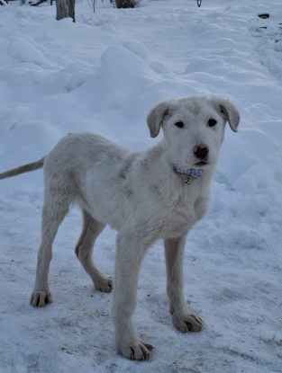 Adoption Frosty