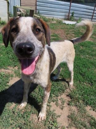 Adopter Galilei