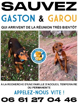 Adopter Garou ou/et gaston de la reunion