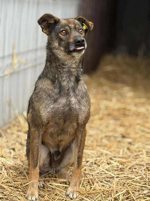 Adopter Gavroche
