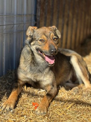 Adoption Gavroche
