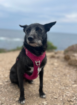 Adopter Glenda