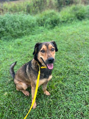 Adopter Gls